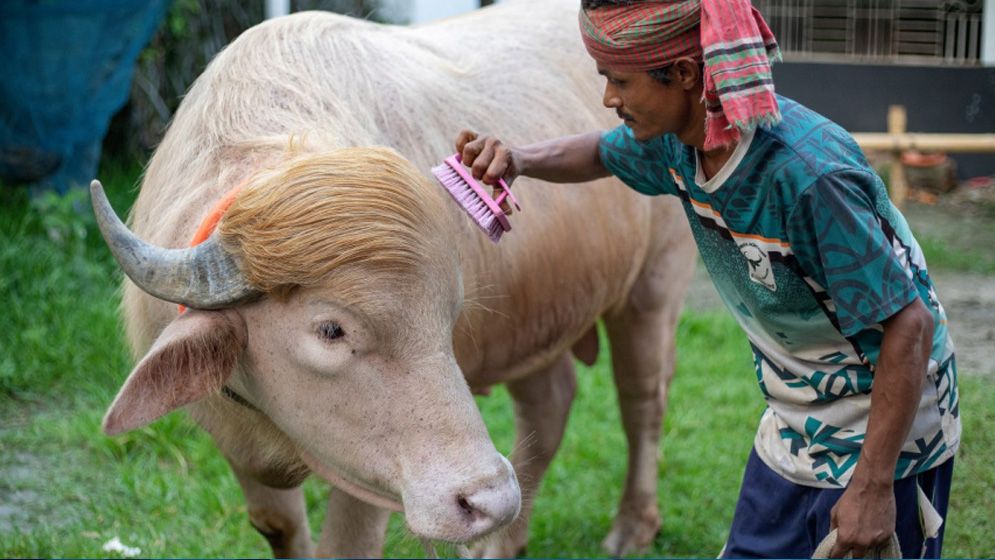 স্বরাষ্ট্রমন্ত্রীর হস্তক্ষেপে কোরবানি দেওয়া হয়নি 'ডোনাল্ড ট্রাম্প'কে